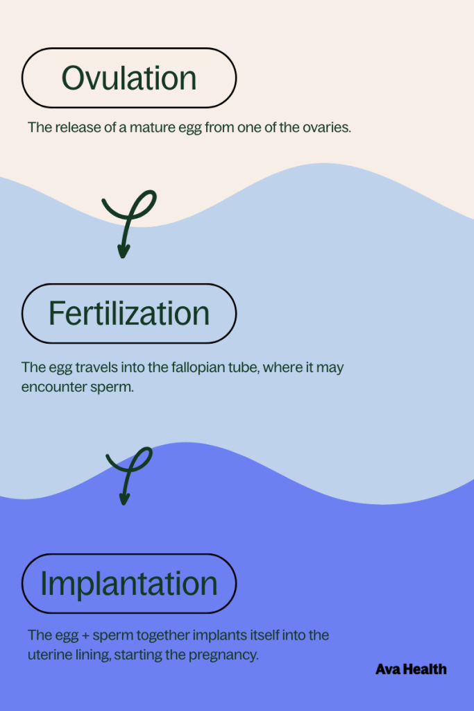 Illustrated timeline of conception from ovulation to implantation