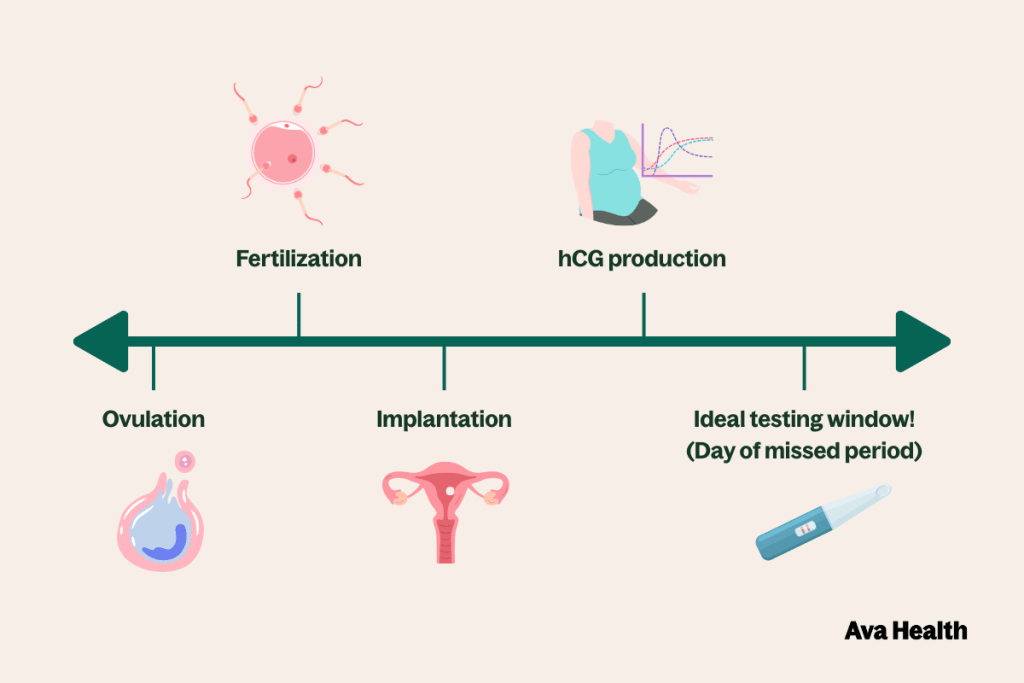 Timeline showing the stages from ovulation to ideal pregnancy test timing