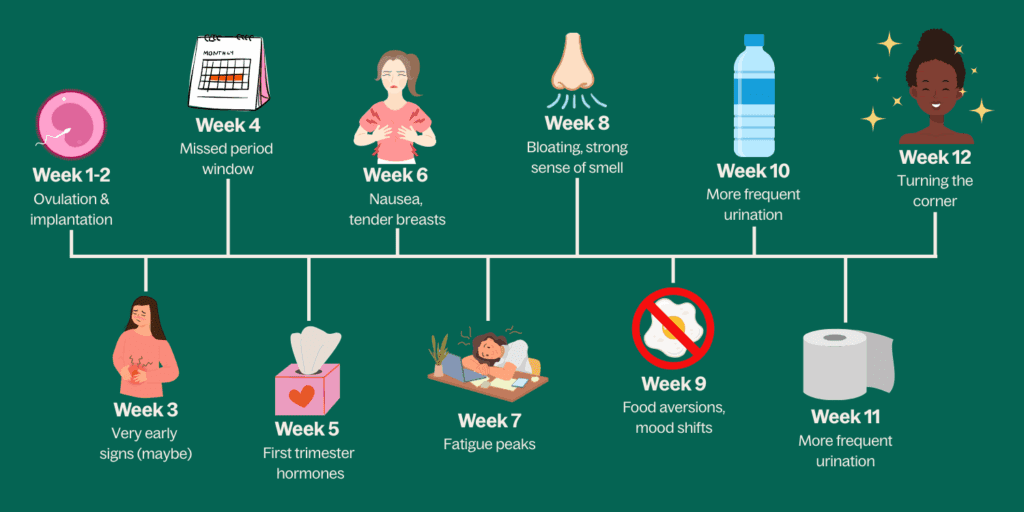 Graphic of first trimester of pregnancy symptoms